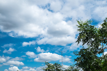 blue sky and tree with cloud background