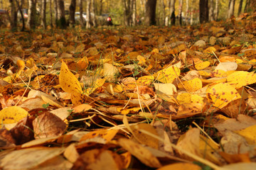 autumn