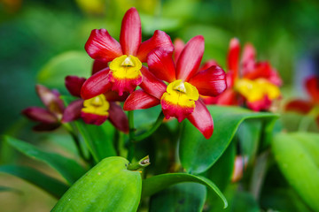 Beautiful red Cattleya flower. It is an hybrid orchid in Thailand.