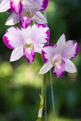 Beautiful Dendrobium Pink Splash Mutation flower. The hybrid orchid plant in Thailand.