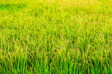 Paddy field of Thai rice with ears of rice. The field is in rural of Thailand, Southeast Asia.