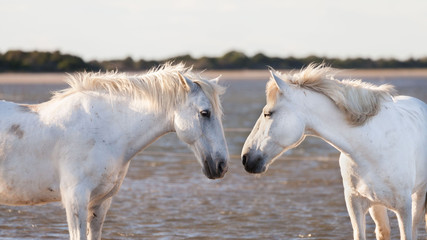two white horses  - 92841082