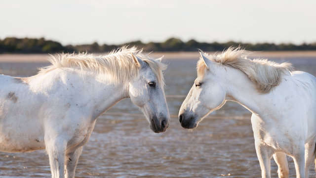 two white horses 
