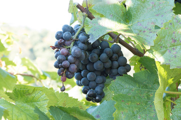 blaue Weintrauben warten auf die Ernte