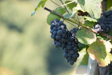 blaue Weintrauben vor weichem Hintergrund