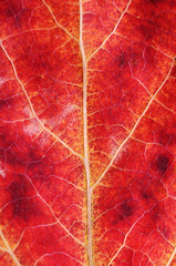 Obraz premium Texture of an autumn leaf close-up
