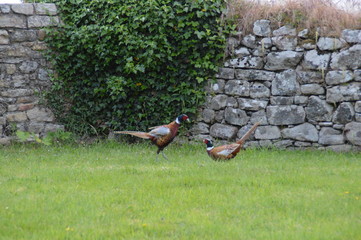 Fototapeta premium faisans combat