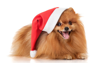 Dog spitz in a Santa Claus hat