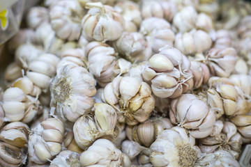 Garlic