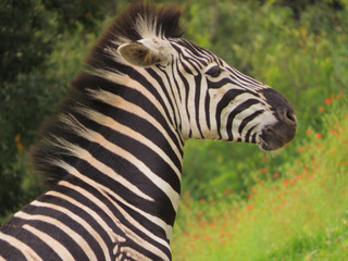 Fototapeta na wymiar Moreleta Park Nature Reserve Zebra Profile Shot