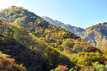 赤芝峡の紅葉