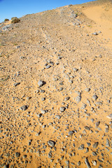  bush old fossil in  of morocco sahara and rock