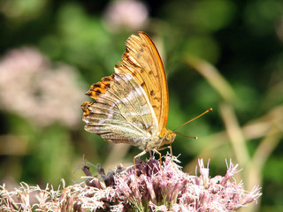 Argynnis paphia 