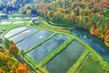 Aerial view of ponds and autumn beech forest on the hills