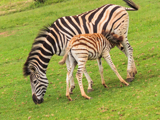 Fototapeta na wymiar Zebra Foal and Mother