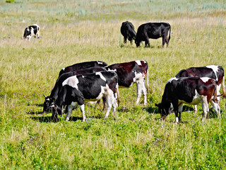 Cows black and white herd