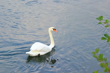 Swan on water