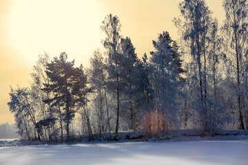Sunset at the lake shore at winter season with sundown syn through the trees
