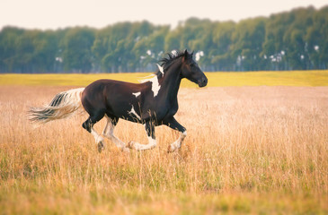 Fototapeta na wymiar Barok Pinto Horse