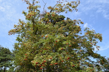 Fototapeta na wymiar ナナカマド／山形県鶴岡市の森林でナナカマドを撮影した、秋イメージの写真です。