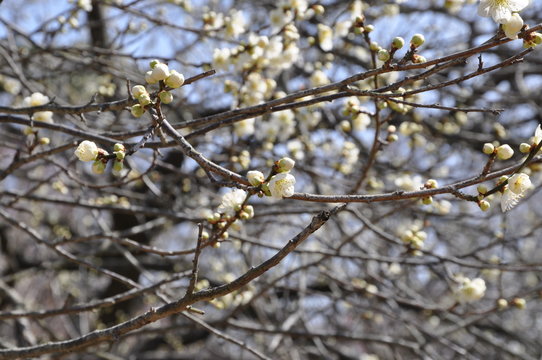 梅の木　梅の花　つぼみ
