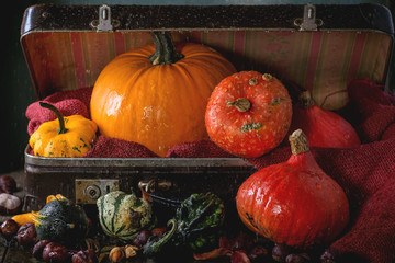 Assortment of different pumpkins in suitcase