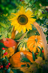 Obraz na płótnie Canvas Fall basket autumn harvest garden pumpkin fruits colorful flower