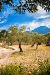 oliviers près du village Deia