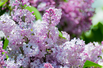 Obraz premium Lilac blossoms in the Park at spring