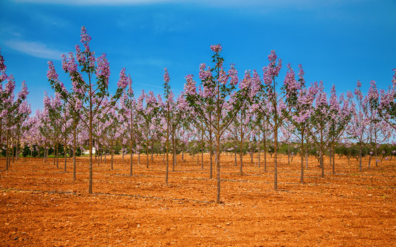 Paulownia trees plantation