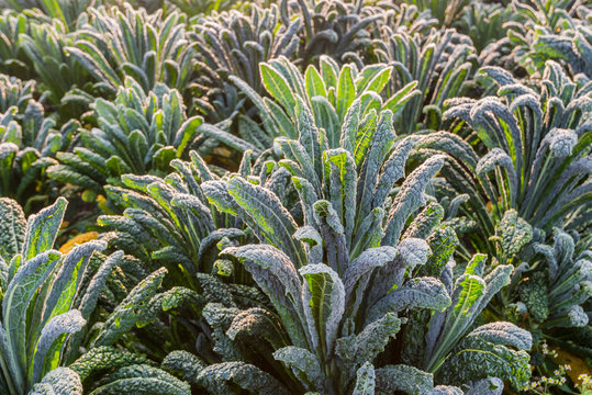 Cavolo Nero In The Field From Close