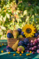 Garden late summer seasonal fruits basket light setting sun