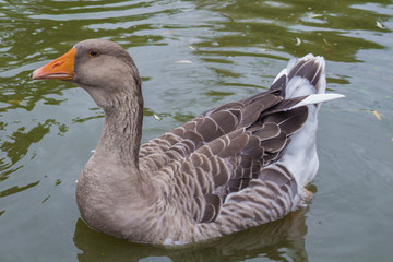 Fototapeta premium Goose