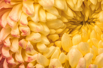 Chrysanthemum abstract background