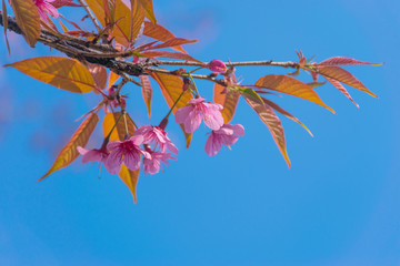 Wild Himalayan Cherry