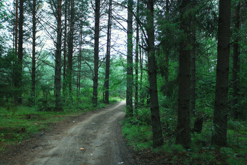 Fototapeta premium Summer dense forest landscape