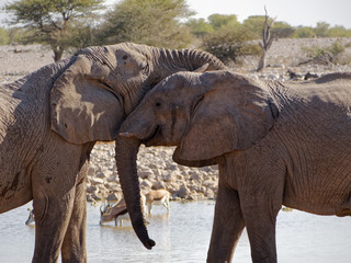 Fototapeta premium Happy elephants greet each other at the waterhole