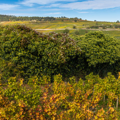 Naklejka premium vignoble de Bourgogne