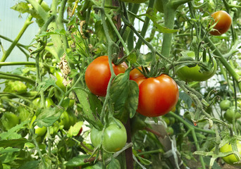 Ripe garden tomatoes