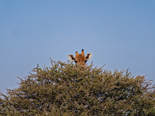 Naklejka premium A giraffe playing hide and seek behind a tree