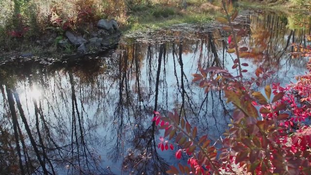 Small autumn pond