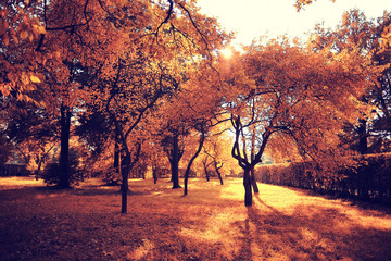 autumn park landscape with trees with yellow foliage