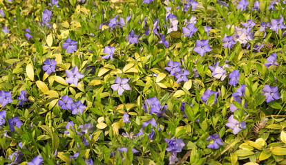 Periwinkle Vinca blue spring flowers