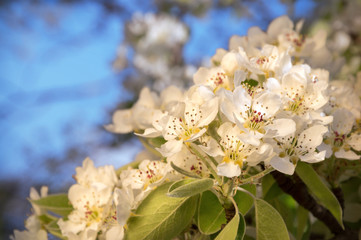 White flowers of spring tree