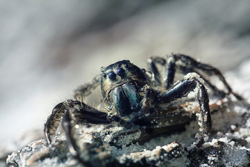 beach crab on the sand