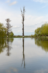 Obraz premium One tree reflected in a lake in a beautiful spring day
