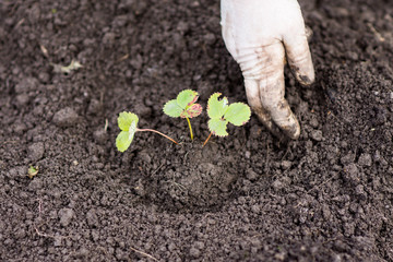 Planting strawberry seedling