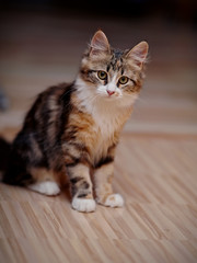 The domestic multi-colored kitten