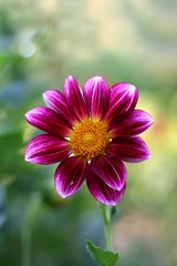 Obraz premium Dahlia