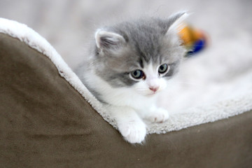 Katzenbaby Kitten